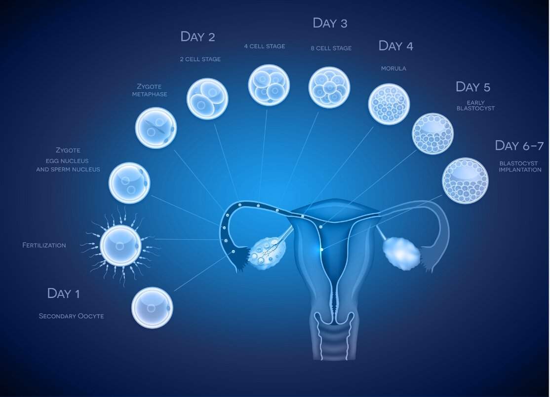 Embryo Development days 1-7