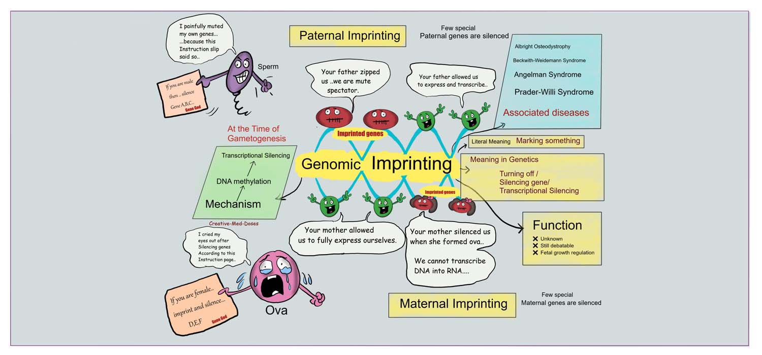 Epigenetics and Imprinting Disorders