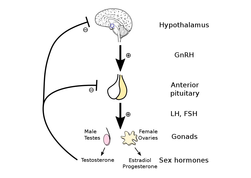 hypothalamic pituitary gonadal axis