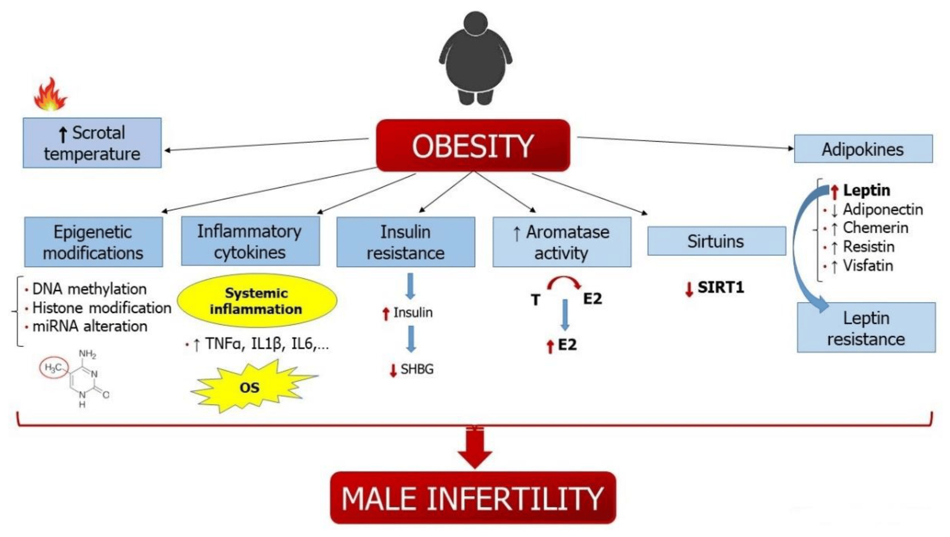 Obesity and male infertility