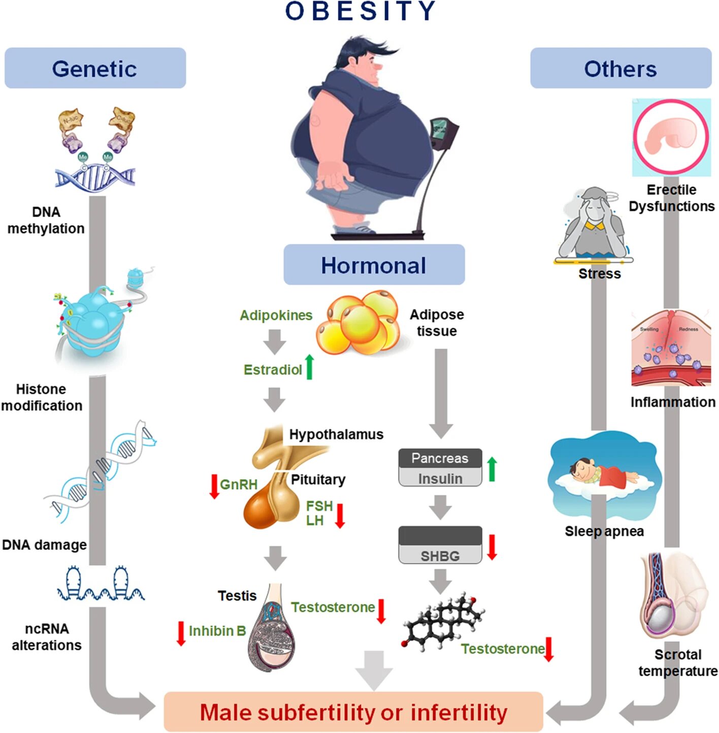 obesity and male infertility