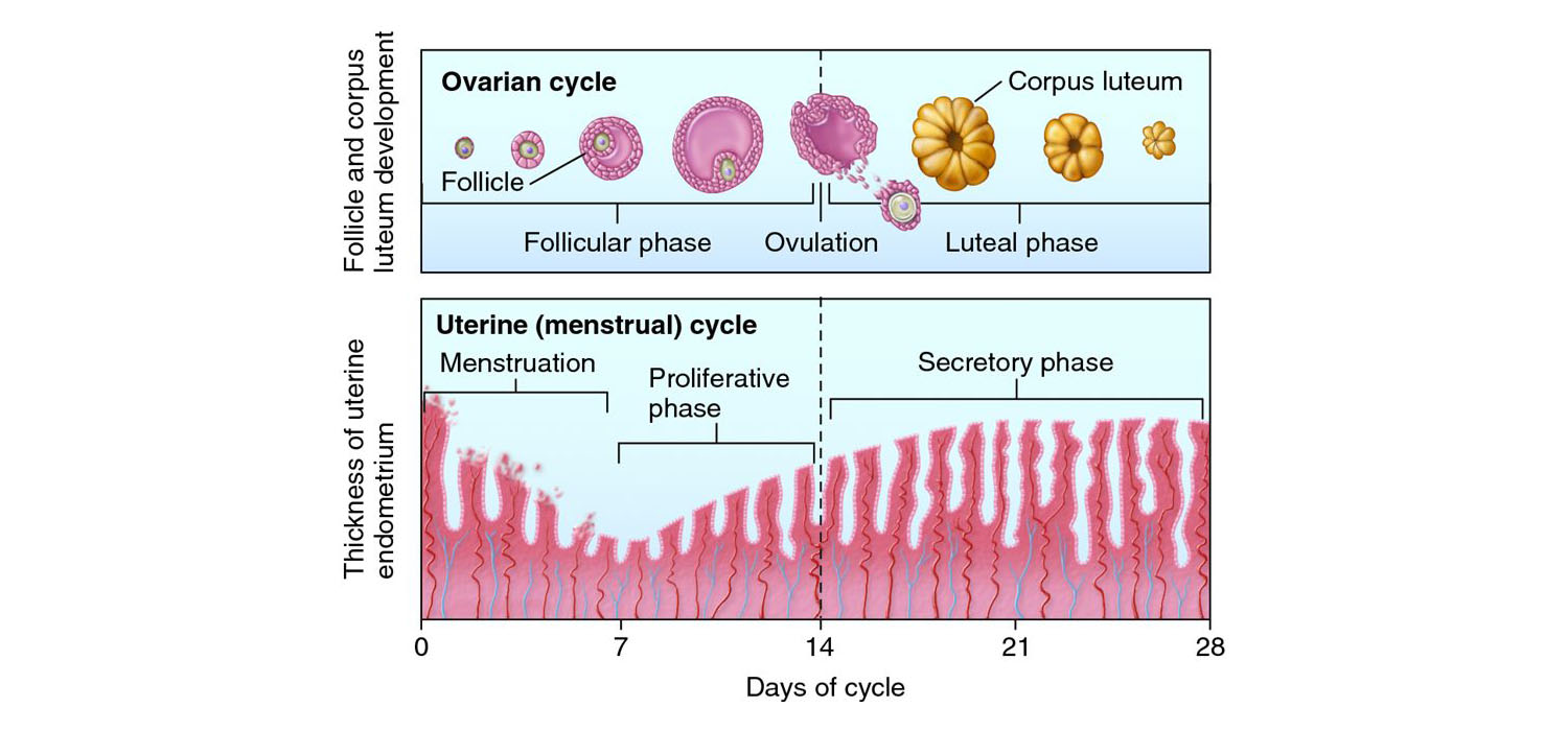 regulation and physiology of menstrual cycle